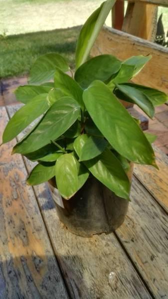 Ctenanthe plants- plain Green leaf
