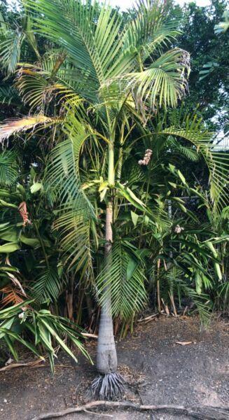Mature Palm Tree