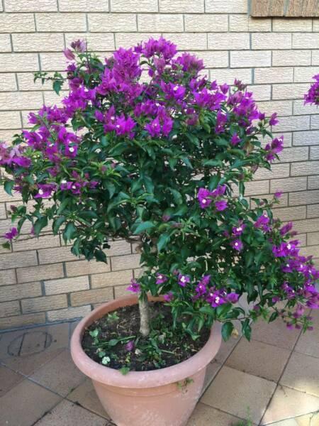 Large Bougainvillea Bonsai