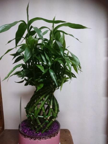 Chinese Lucky Bamboo (Dracaena Sanderiana) in Round Ceramic Pot