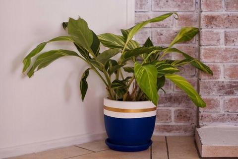 Indoor Shell Ginger Plant and Hand Painted Pot