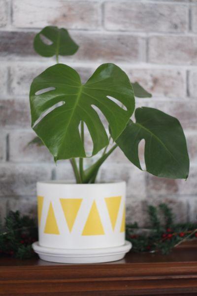 Indoor Monstera Plant and had Painted Pot