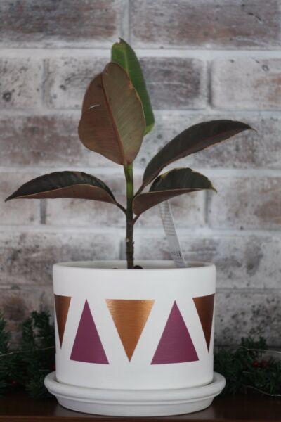 Indoor Rubber Plant and Hand Painted Pot