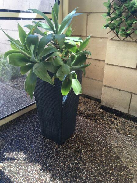 Agave plant in large ceramic blue pot
