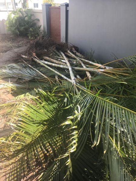 FREE removed mature golden cane palms