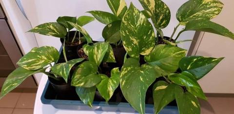 pothos devils Ivy - indoor plants