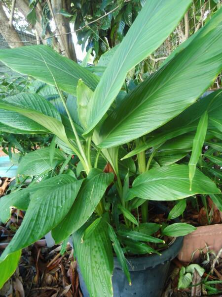 Very Healthy Organic Edible Turmeric Plant