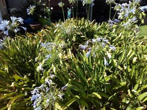 Free agapanthus flowers and various other plants