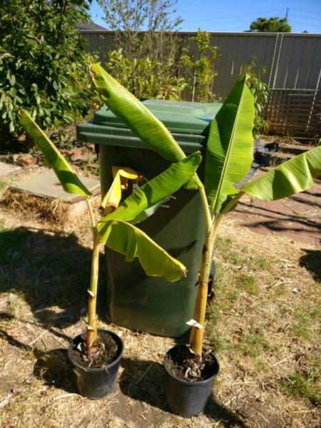 2x banana plants in pot