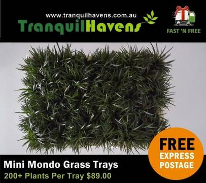 Mini Mondo (Ophiopogon Japonicus Nana) Trays of 200 plants $89