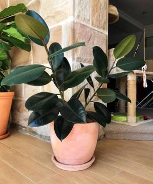 Potted Plant - Rubber Plant