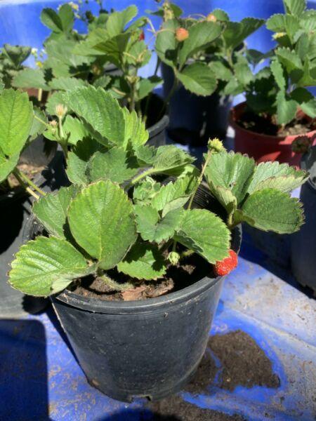 Strawberry seedlings (red gauntlet) to plants from $2