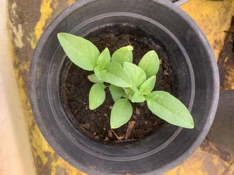 Sweet basil plants from $2 a pot