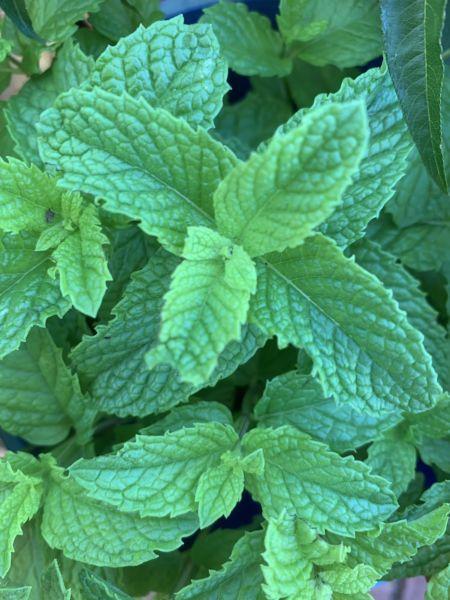 Mint pot plants for sale