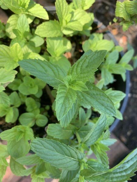 Peppermint pot plants from $6