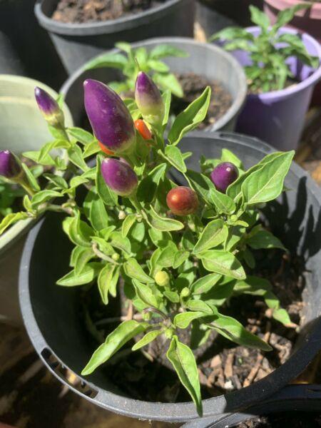 Bolivian rainbow chilli seedlings from $2 a pot