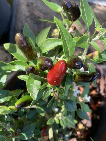 Cambodian super spicy chilli pot plant $15