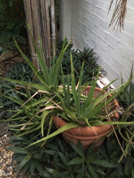 Large neglected aloe vera 7 y old