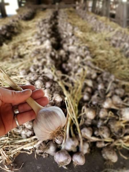 Organically Grown Garlic