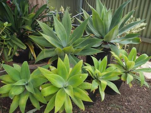 Agave and succulent plants from $10