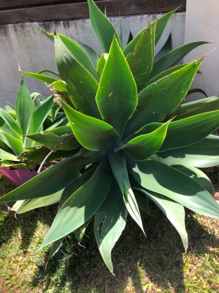 Large Agave cutting (approx 5) price for all