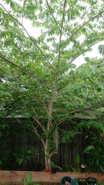 Panama berry Rare fruit trees
