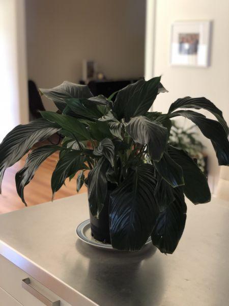 Peace Lily - Indoor Plant
