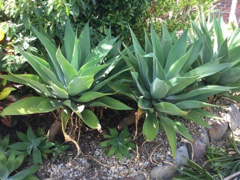 Free plants - mature yucca/agave succulents