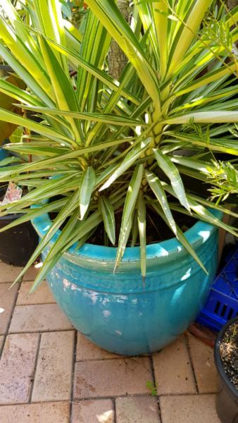 Various pots and plants for sale