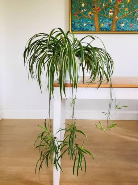 Potted Plant - Spider Plant