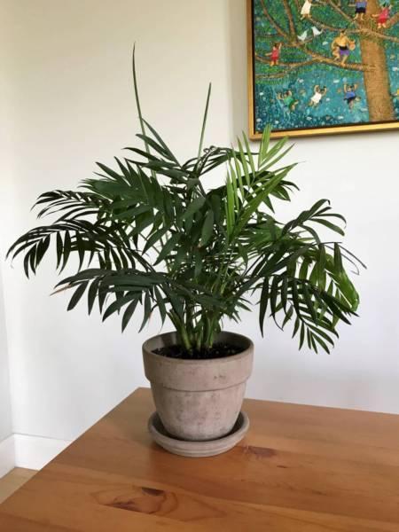 Potted Plant - Palm