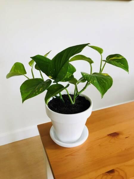 Potted Plant - Devil's Ivy (Varied)