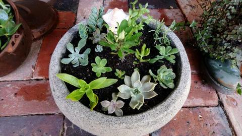 Succulents - cuttings and fully established, different. Sizes and