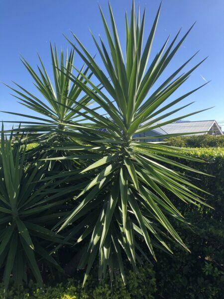 Yucca plants