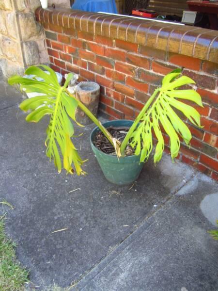 MONSTERA DELICIOSA SWISS CHEESE FRUIT SALAD PLANT IN POT