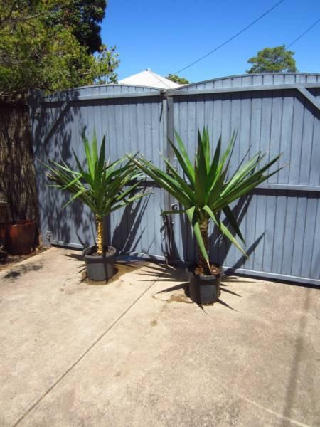 PAIR POTTED YUCCAS LARGE SPECIMENS GREAT FEATURE PLANT 1400MM TAL