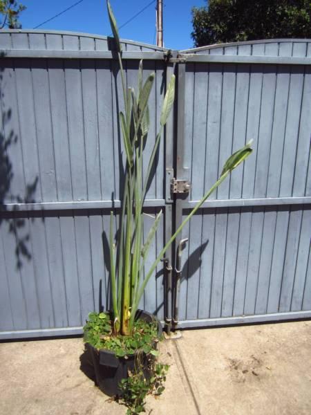 BIRDS OF PARADISE IN POT 2 X PLANTS IN ONE POT STANDS 1900MM TALL