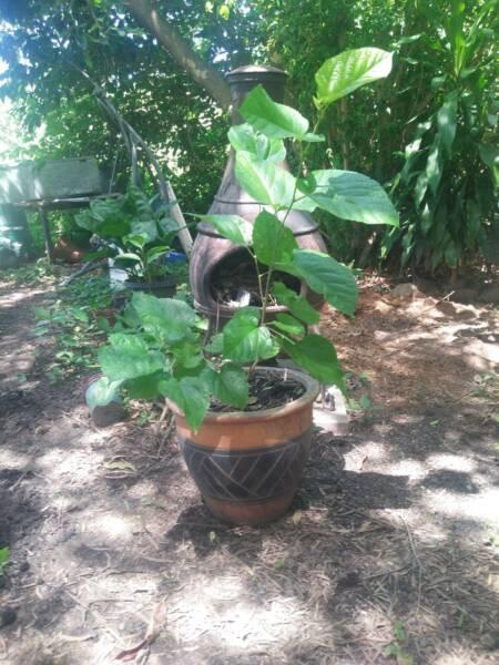 Mulberry tree in Terracotta pot