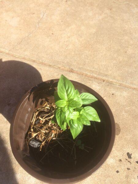 Basil plant (pot, healthy)