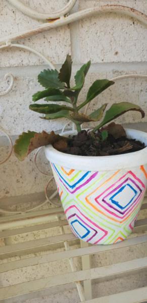 Succulents in cute pots