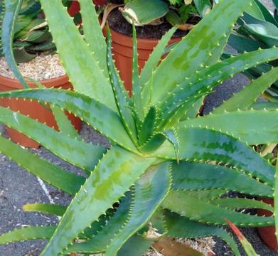 Aloe arborescens (Krantz/tree aloe) Medicinal Organic