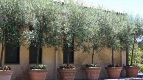 Large Arbequina Olive tree
