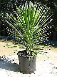 Yucca and Many Potted Garden Plants