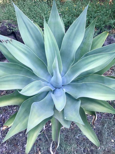 Extra large Agave and medium agave