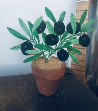 Mini olive tree
