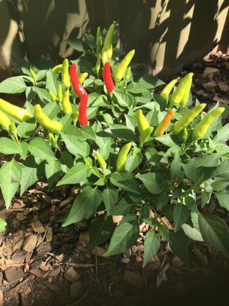 Chilli plants from $10