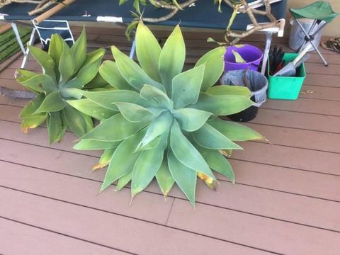 Agaves - all sizes - cheap!