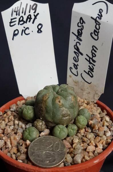 Caespitosa button cactus RARE