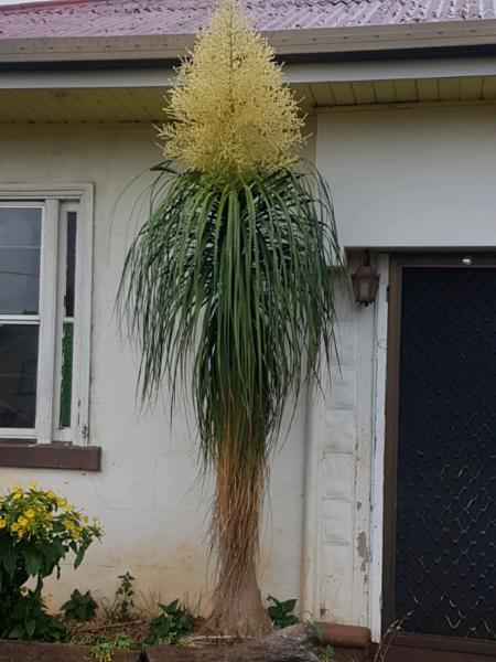 Ponytail tree plant