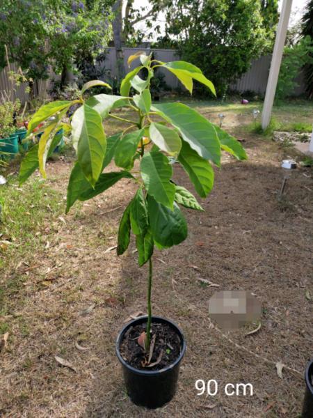 Avo trees for sale